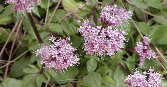 Valeriana wallichi